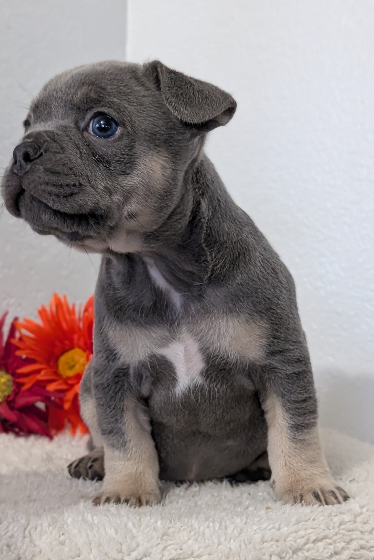 FRENCH BULLDOG (FEB 21) MALES