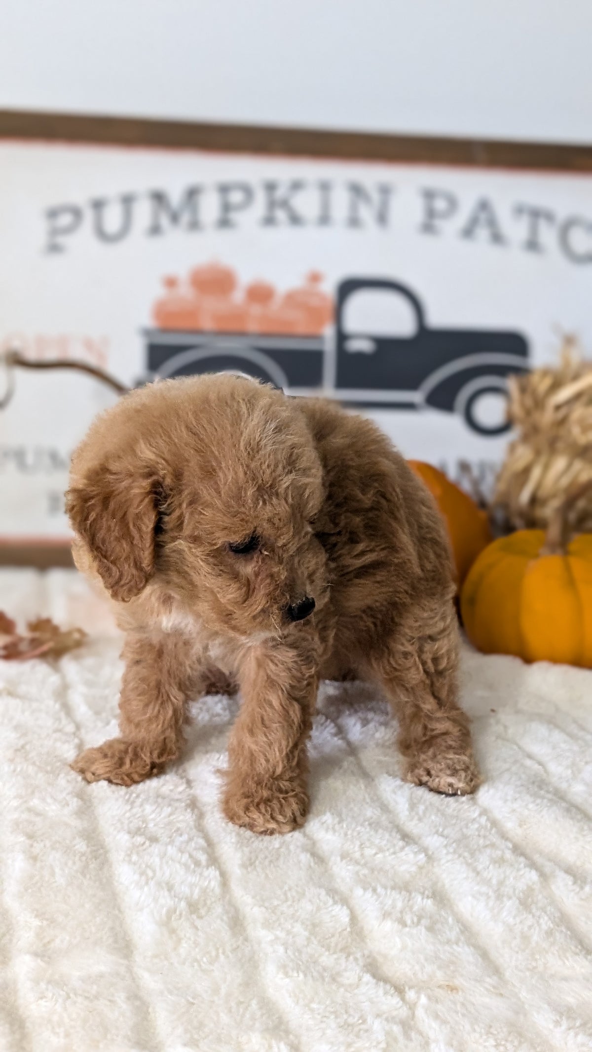 MINI GOLDENDOODLE (AUG 13) 6 MALES/3 FEMALES