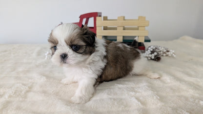SHIH TZU (DEC 03) MALES