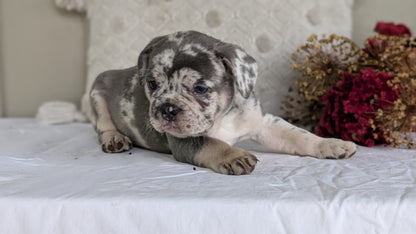 FRENCH BULLDOG (MAY 27) MALES