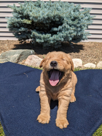 GOLDEN RETRIEVER (04/27) MALE