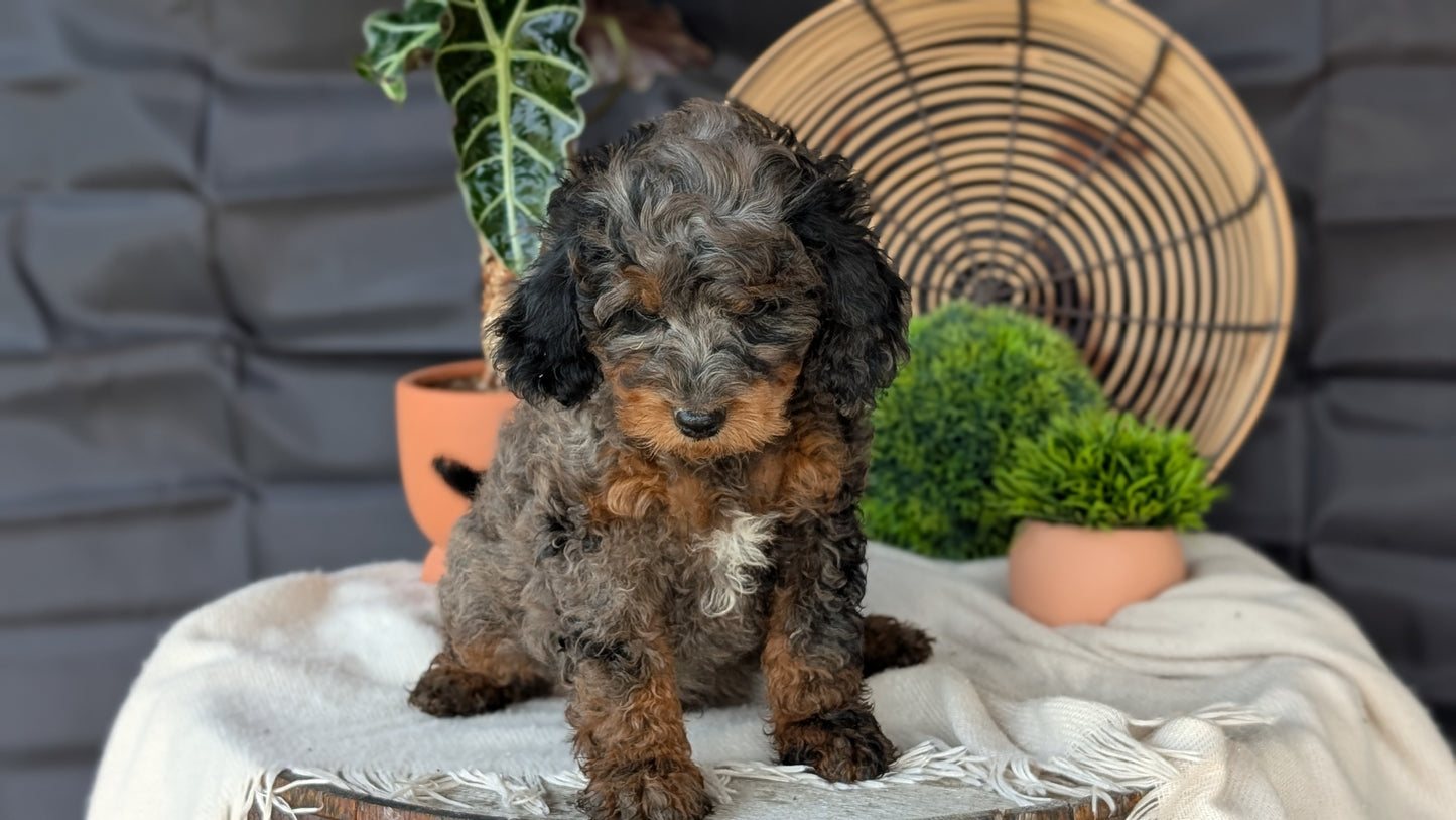 CAVAPOO (MAY 23) MALES