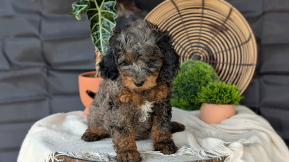 CAVAPOO (MAY 23) MALES