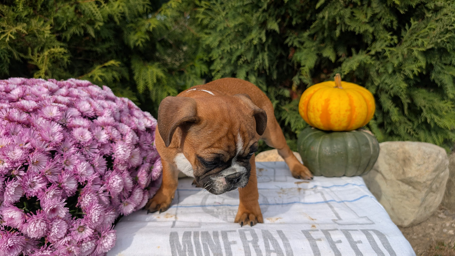 FRENCH BULLDOG (07/15) MALE