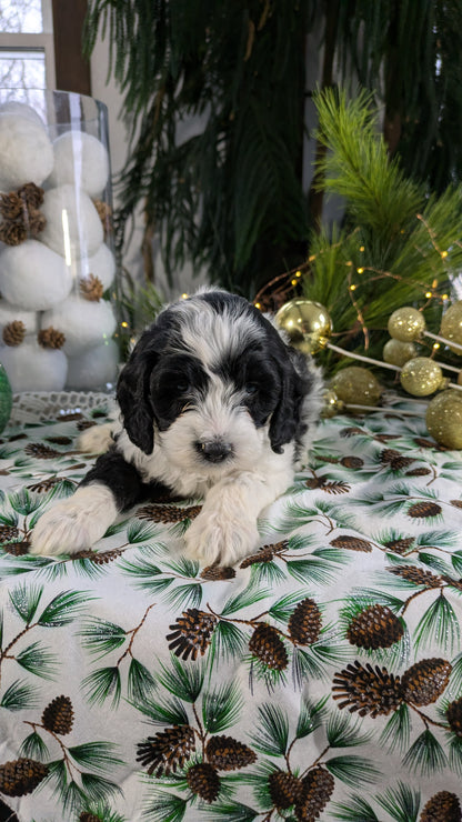 COCKAPOO (10/14) FEMALE