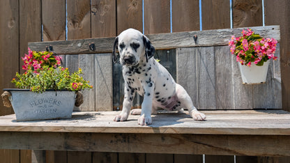 DALMATIAN (06/09) FEMALE