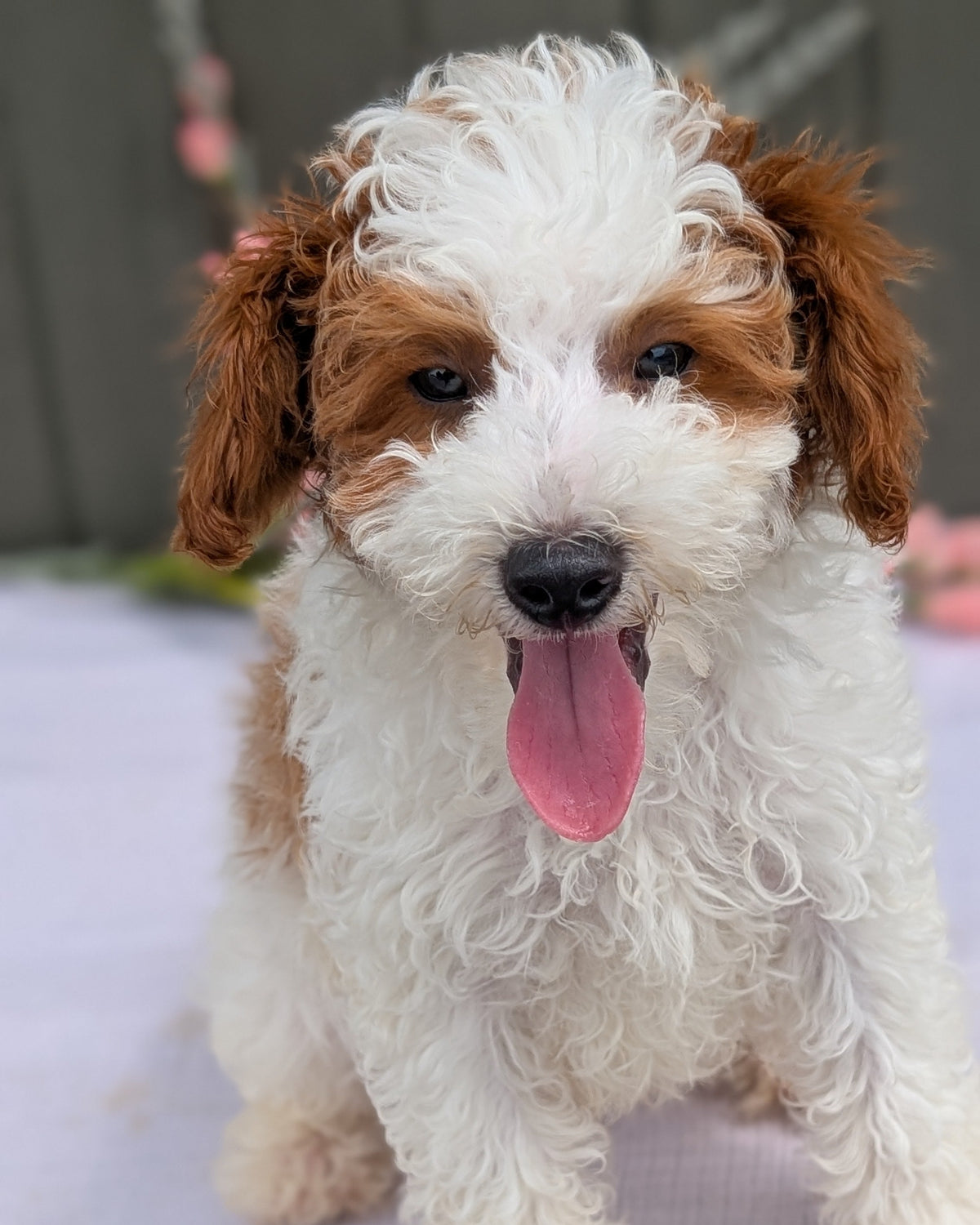 MINI POODLE (MAY 08) MALES