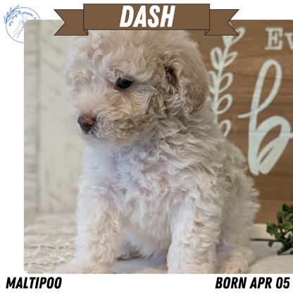 MALTIPOO (APR 05) MALES