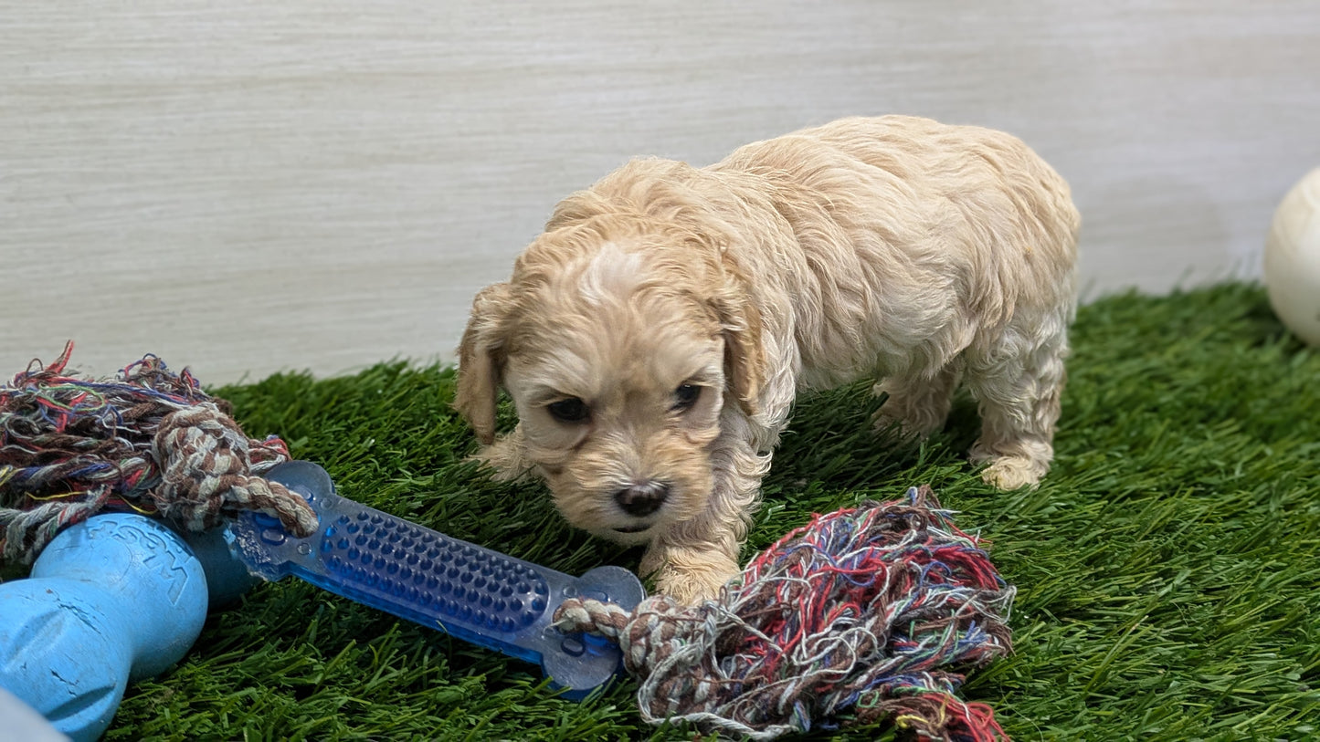 COCKAPOO (01/01) MALE
