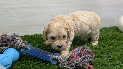 COCKAPOO (01/01) MALE