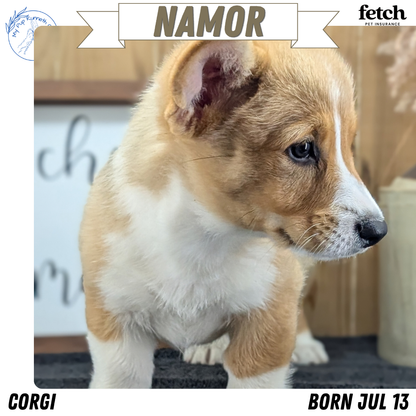 CORGI (JUL 13) 2 FEMALES/3 MALES