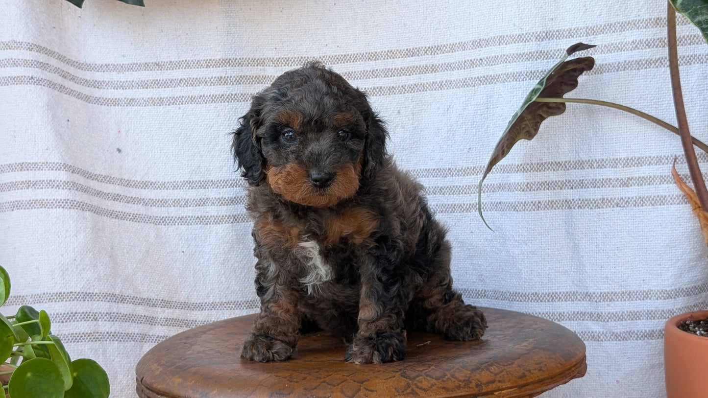 CAVAPOO (MAY 23) MALES