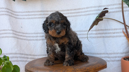 CAVAPOO (MAY 23) MALES