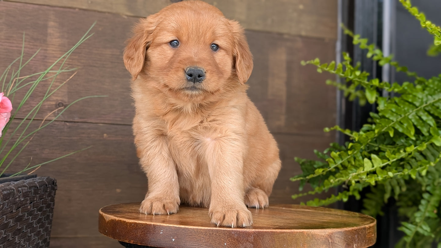 GOLDEN RETRIEVER (MAR 27) FEMALES