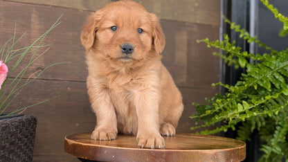 GOLDEN RETRIEVER (MAR 27) FEMALES