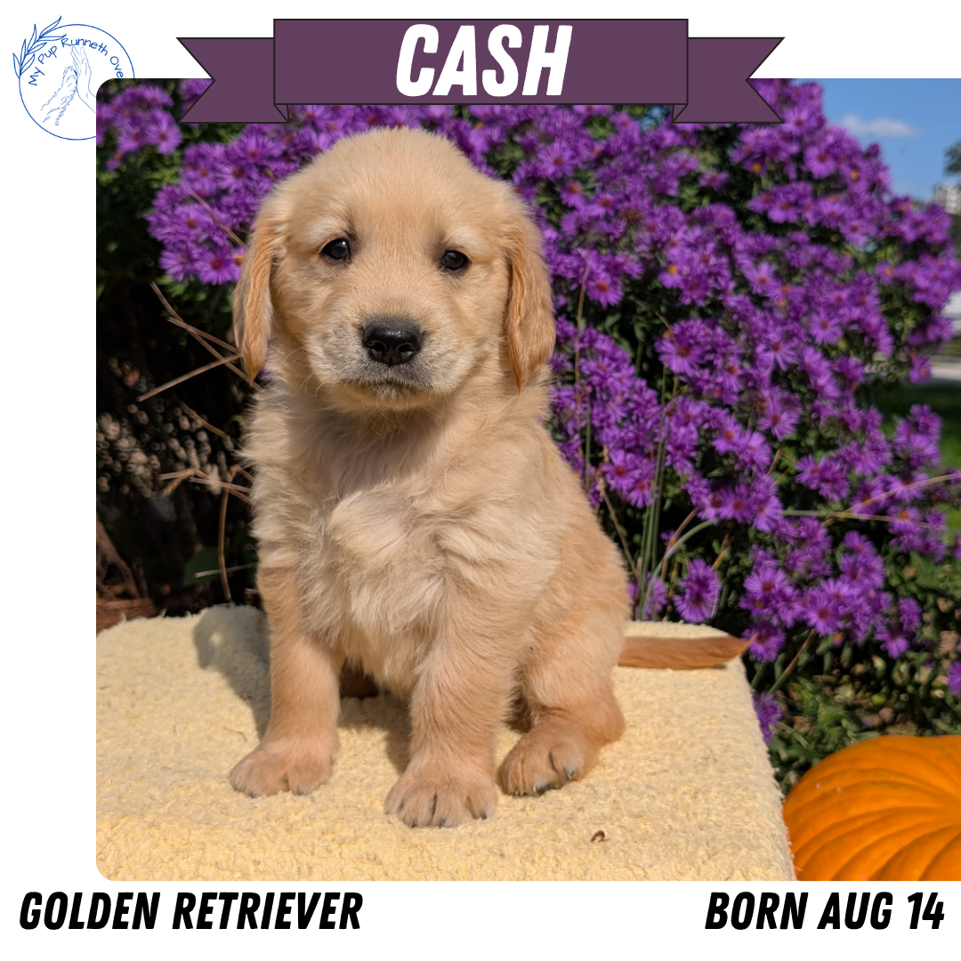 GOLDEN RETRIEVER (08/14) MALE