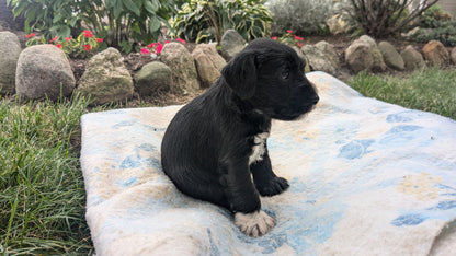 MINI SCHNAUZER (07/15) MALE