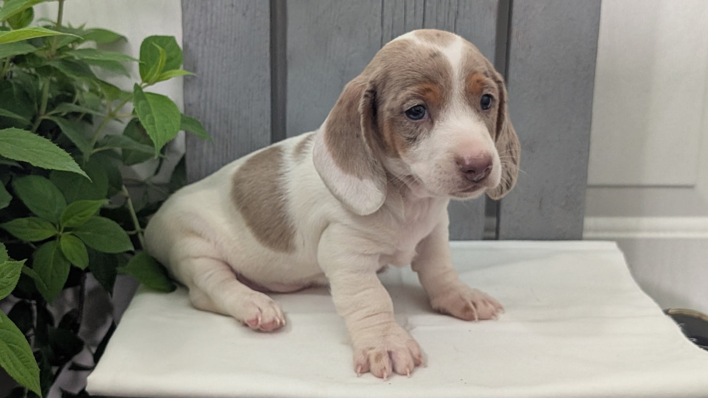 MINI DACHSHUND (MAR 23) MALES