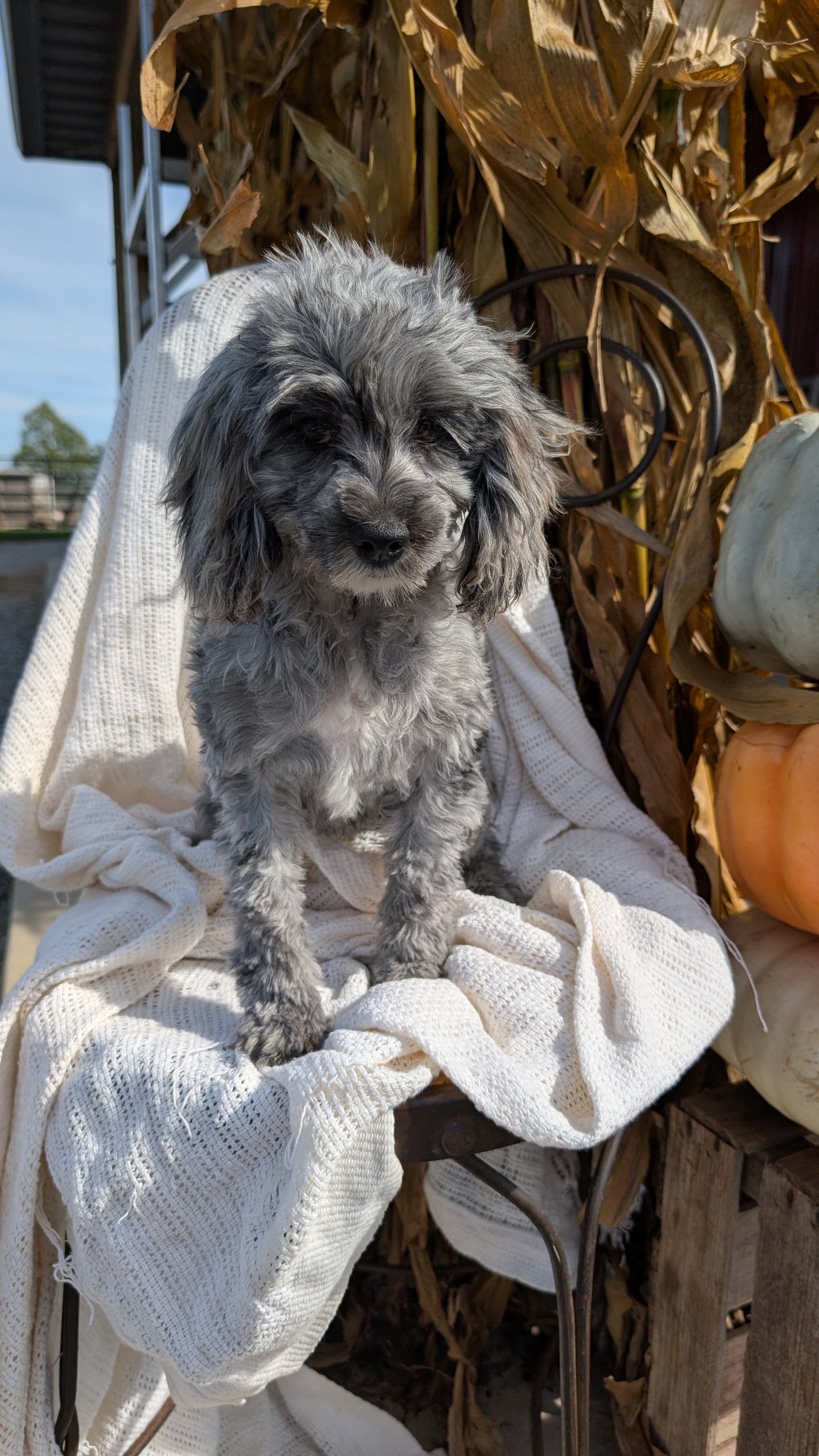 COCKAPOO (05/02) FEMALE