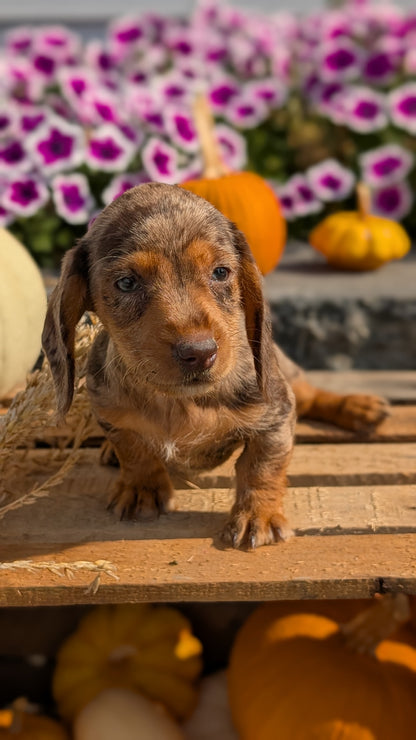 MINI DACHSHUND (08/19) FEMALE