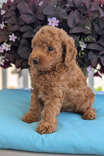 TOY POODLE (MAY 26) MALES