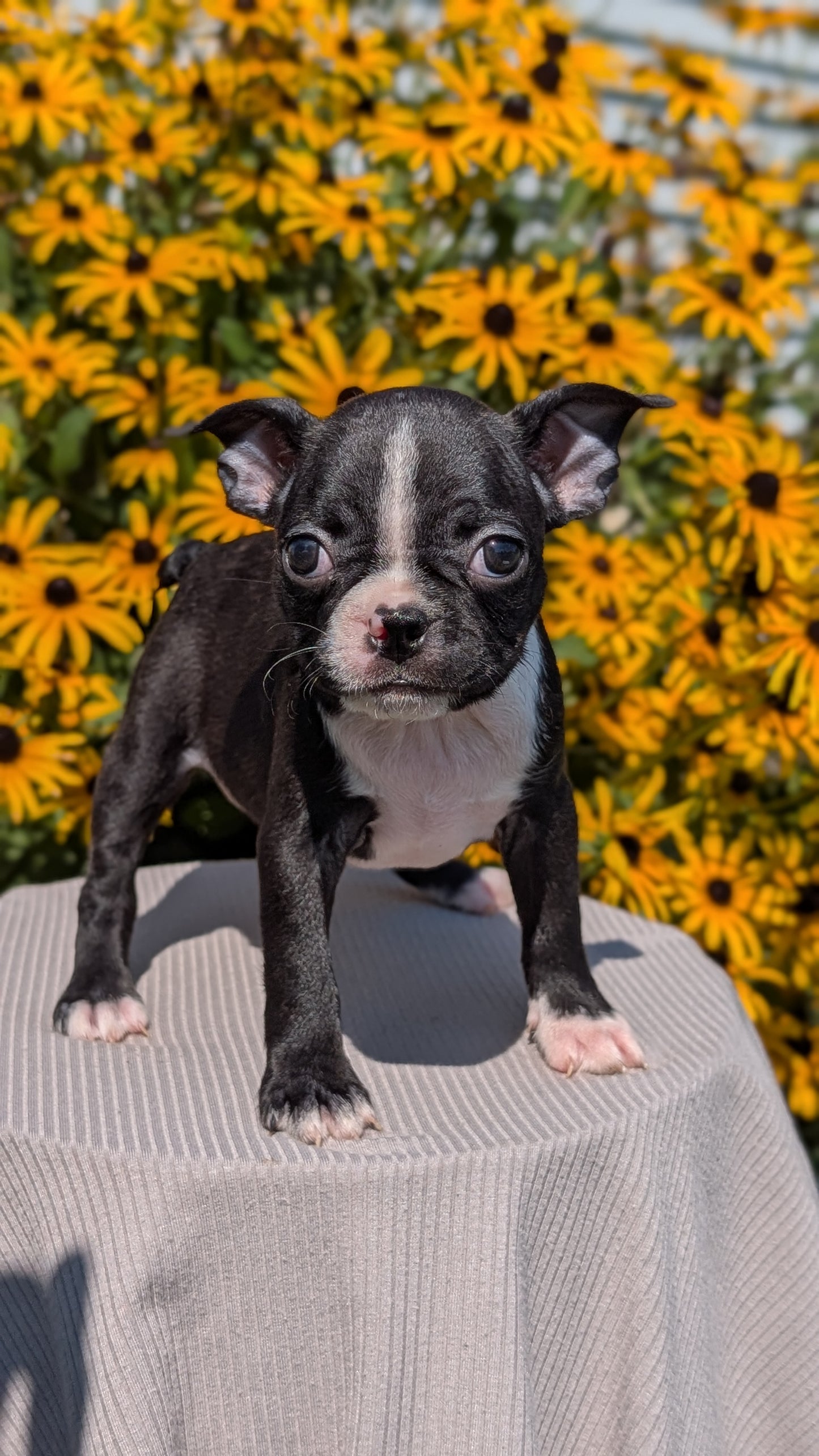 BOSTON TERRIER (JUL 11) 4 FEMALES/4 MALES
