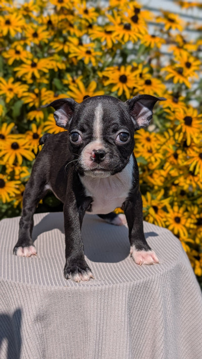 BOSTON TERRIER (JUL 11) 4 FEMALES/4 MALES