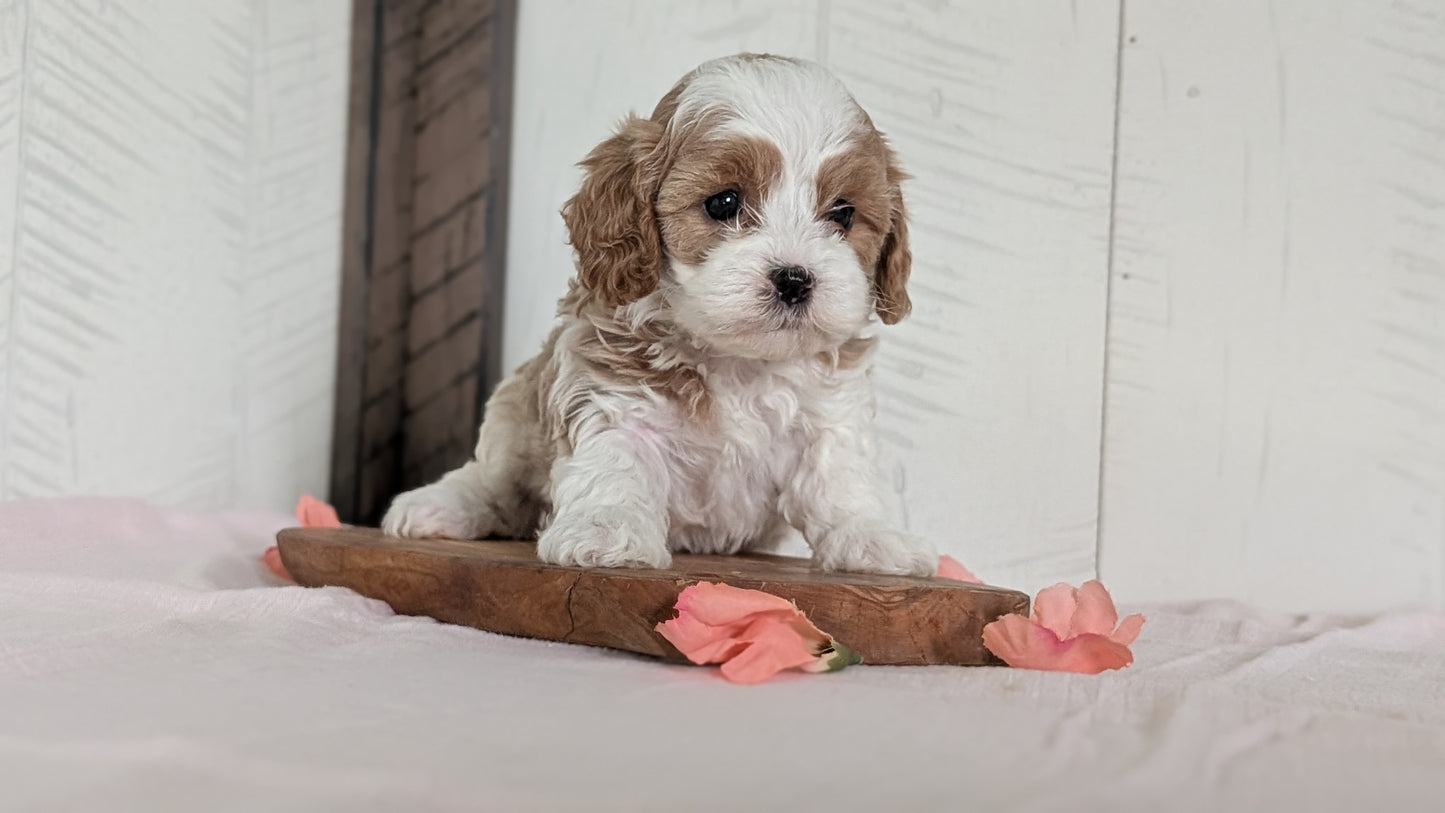 CAVAPOO (FEB 11) FEMALES