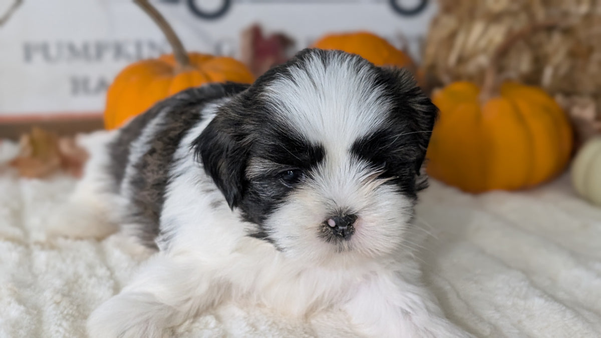 SHIH TZU (AUG 17) 2 FEMALES/3 MALES