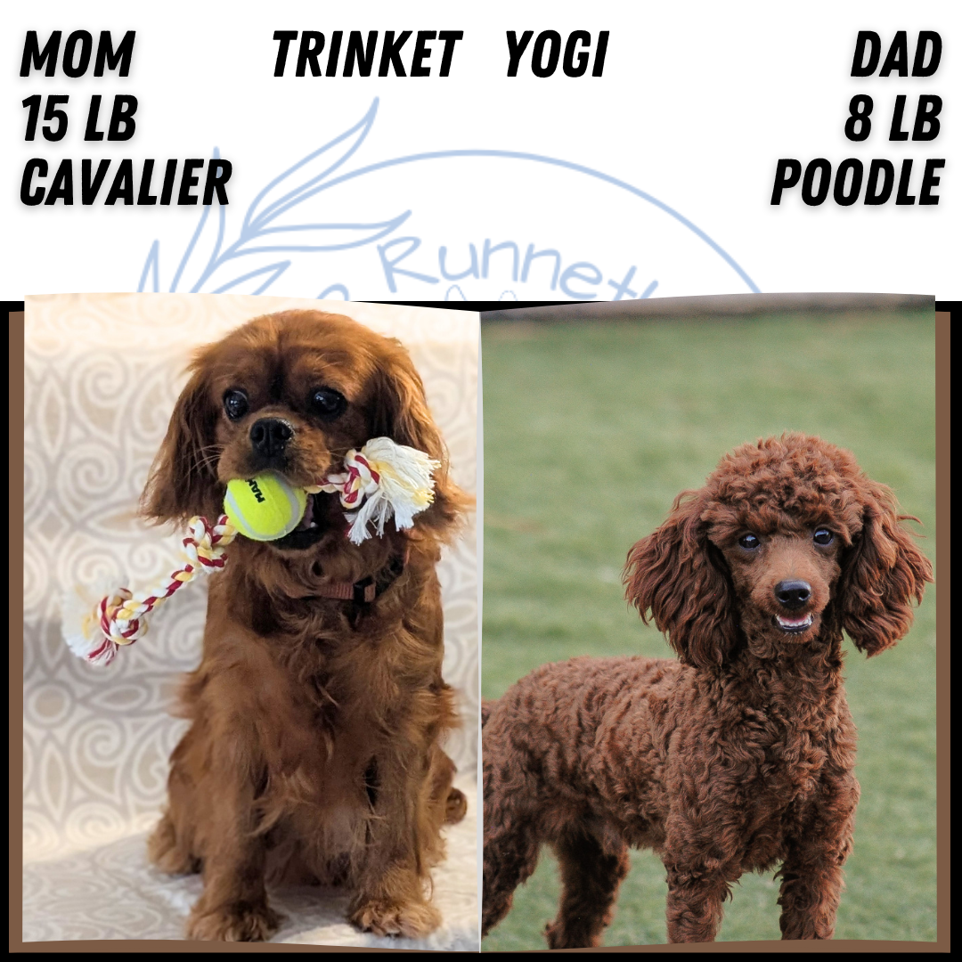CAVAPOO (FEB 24) FEMALE