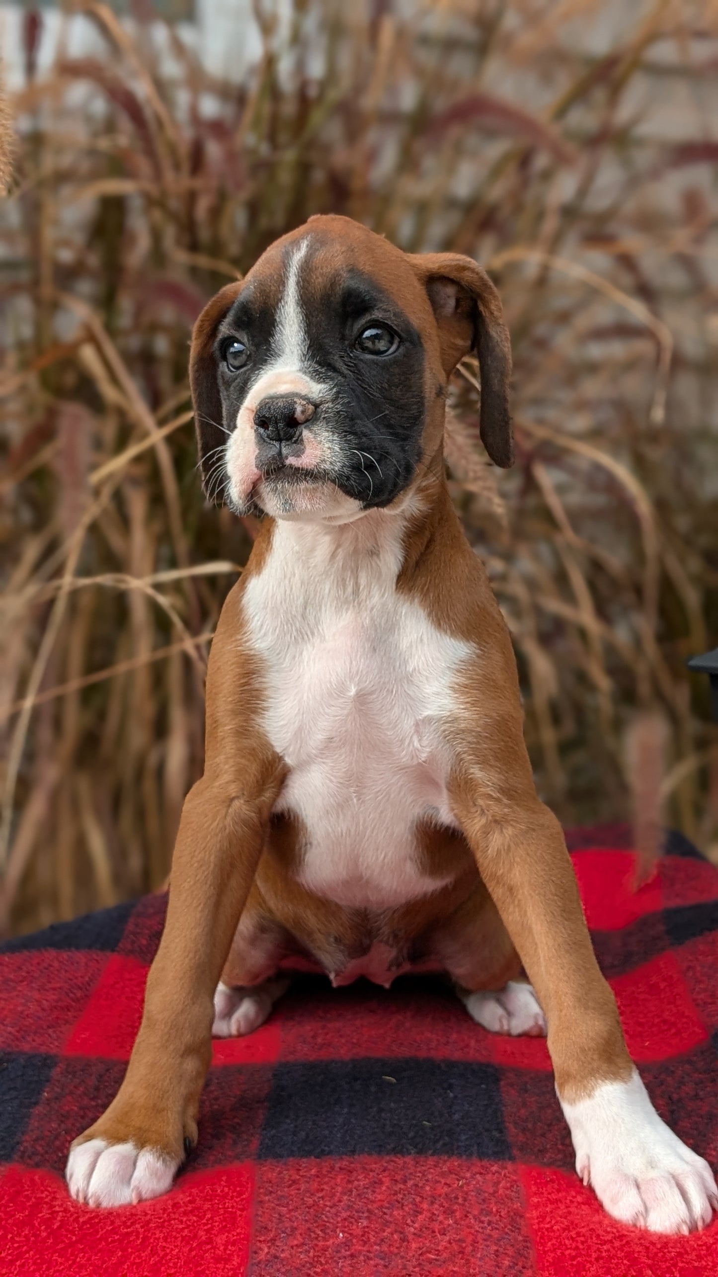 BOXER (08/20) FEMALE