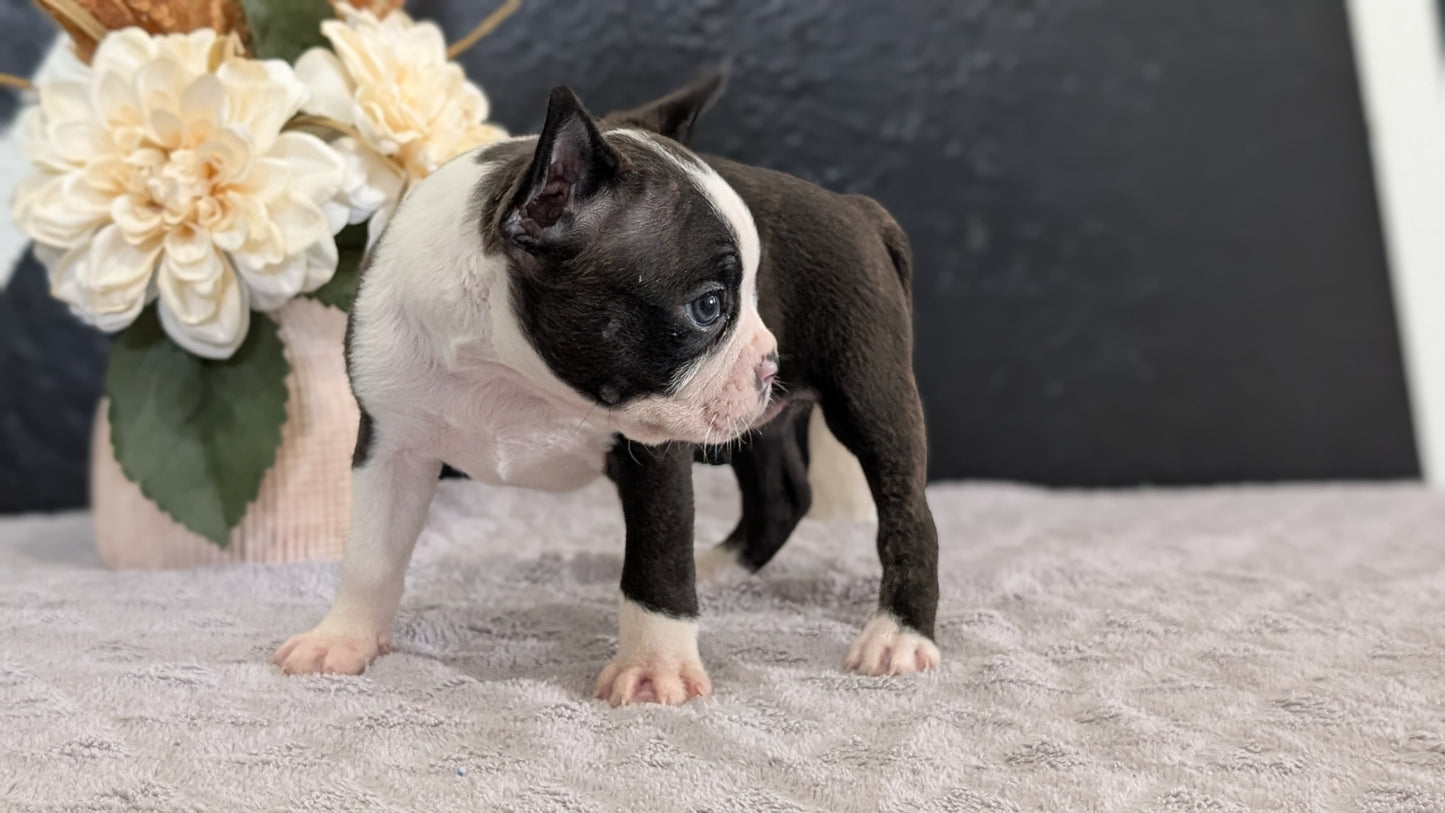 BOSTON TERRIER (FEB 09) FEMALES