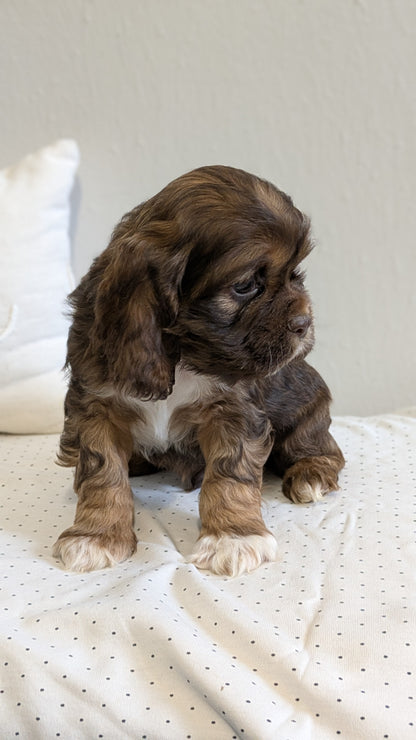 COCKER SPANIEL (02/14) MALE