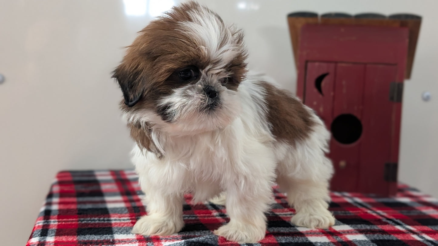 SHIH TZU (DEC 10) FEMALE