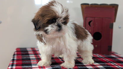 SHIH TZU (DEC 10) FEMALE