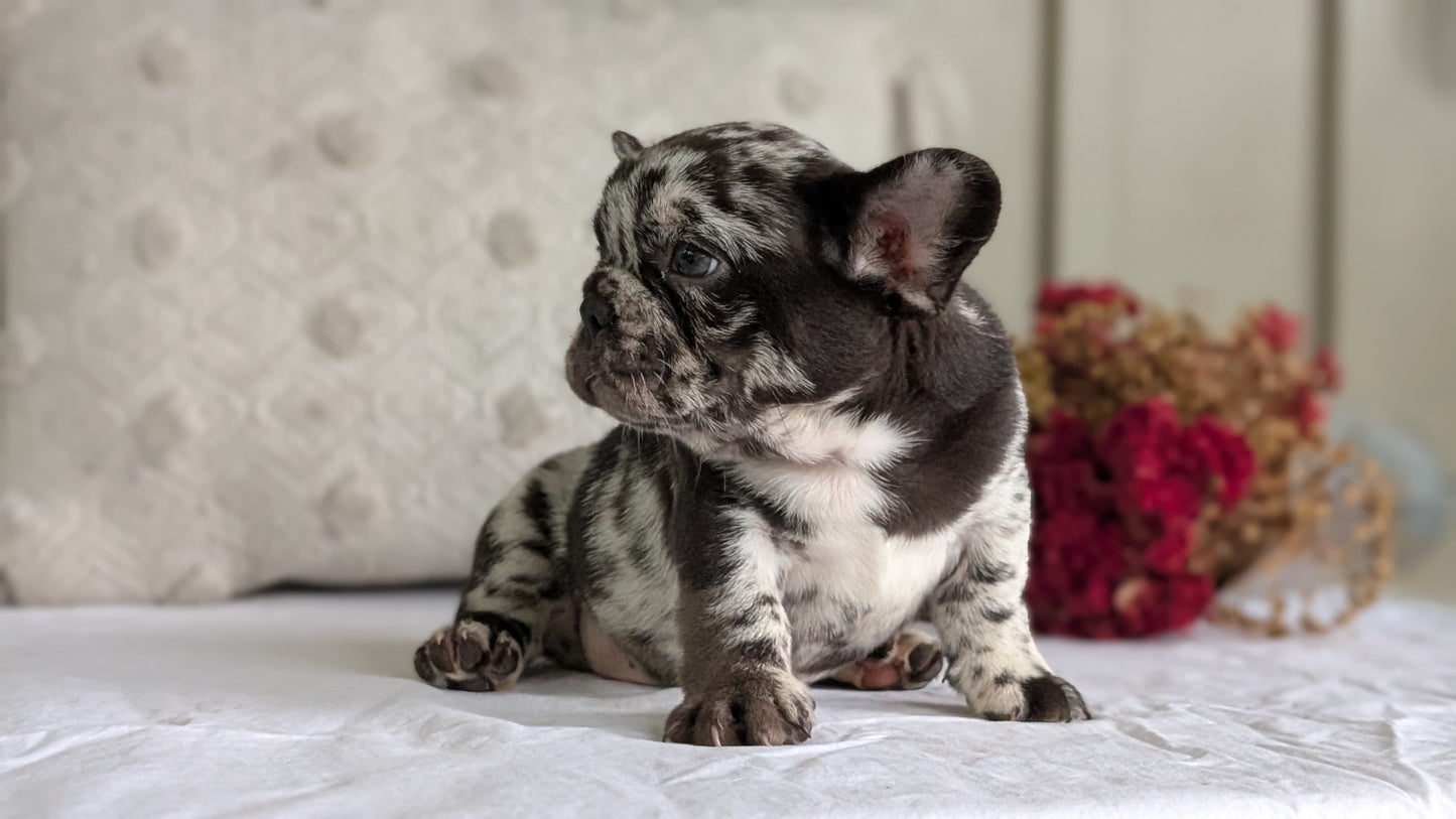FRENCH BULLDOG (MAY 27) MALES