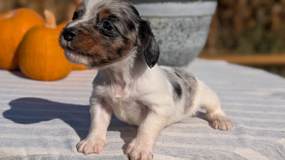 MINI DACHSHUND (09/01) MALE