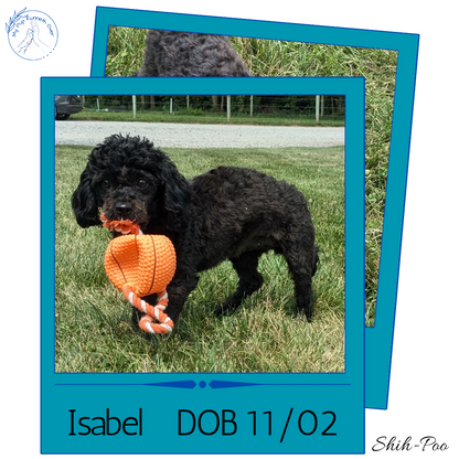 SHIH-POO (11/02) FEMALE