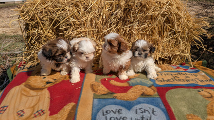 SHIH TZU (02/01) MALE