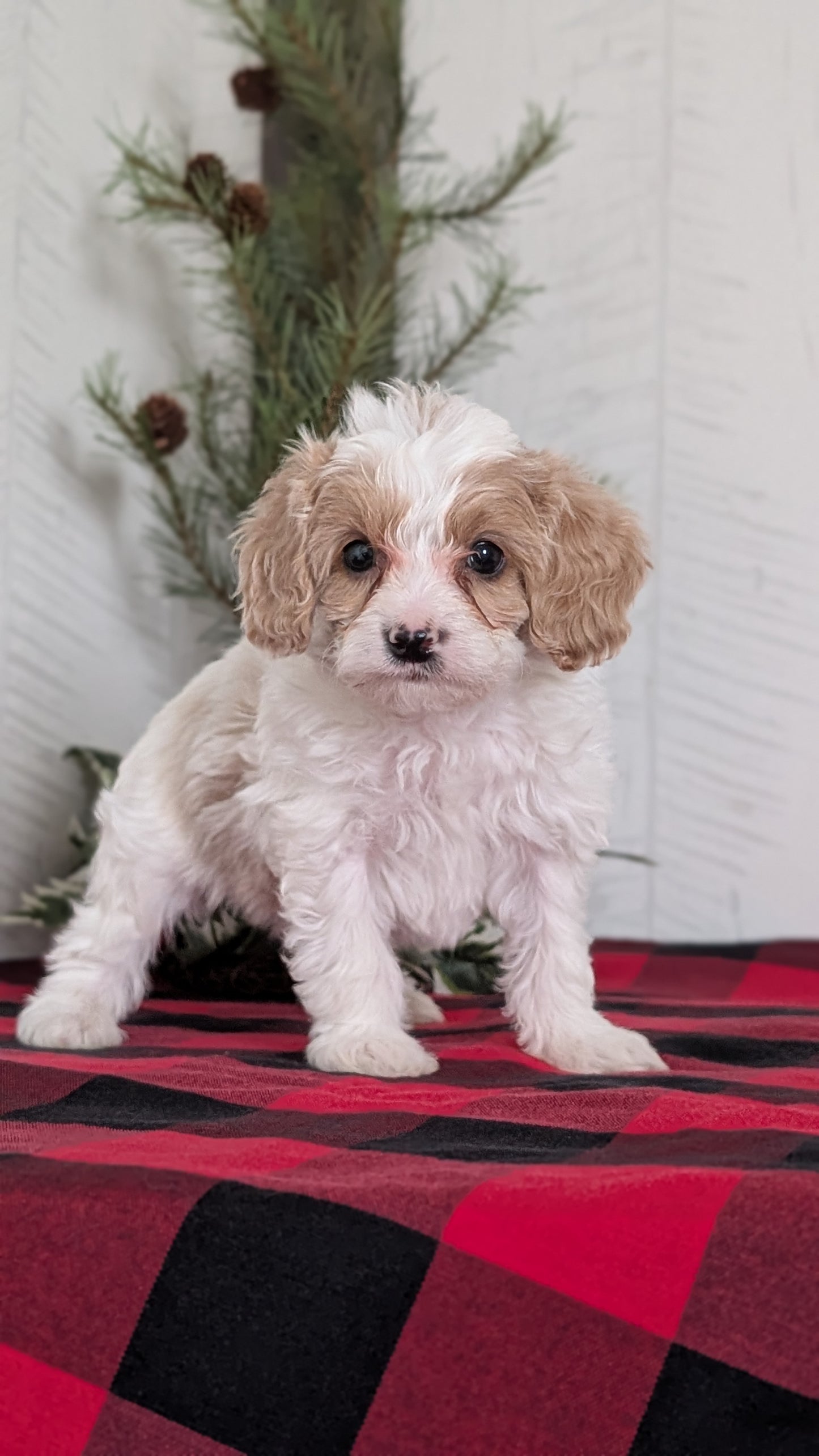 CAVAPOO (OCT 27) MALE