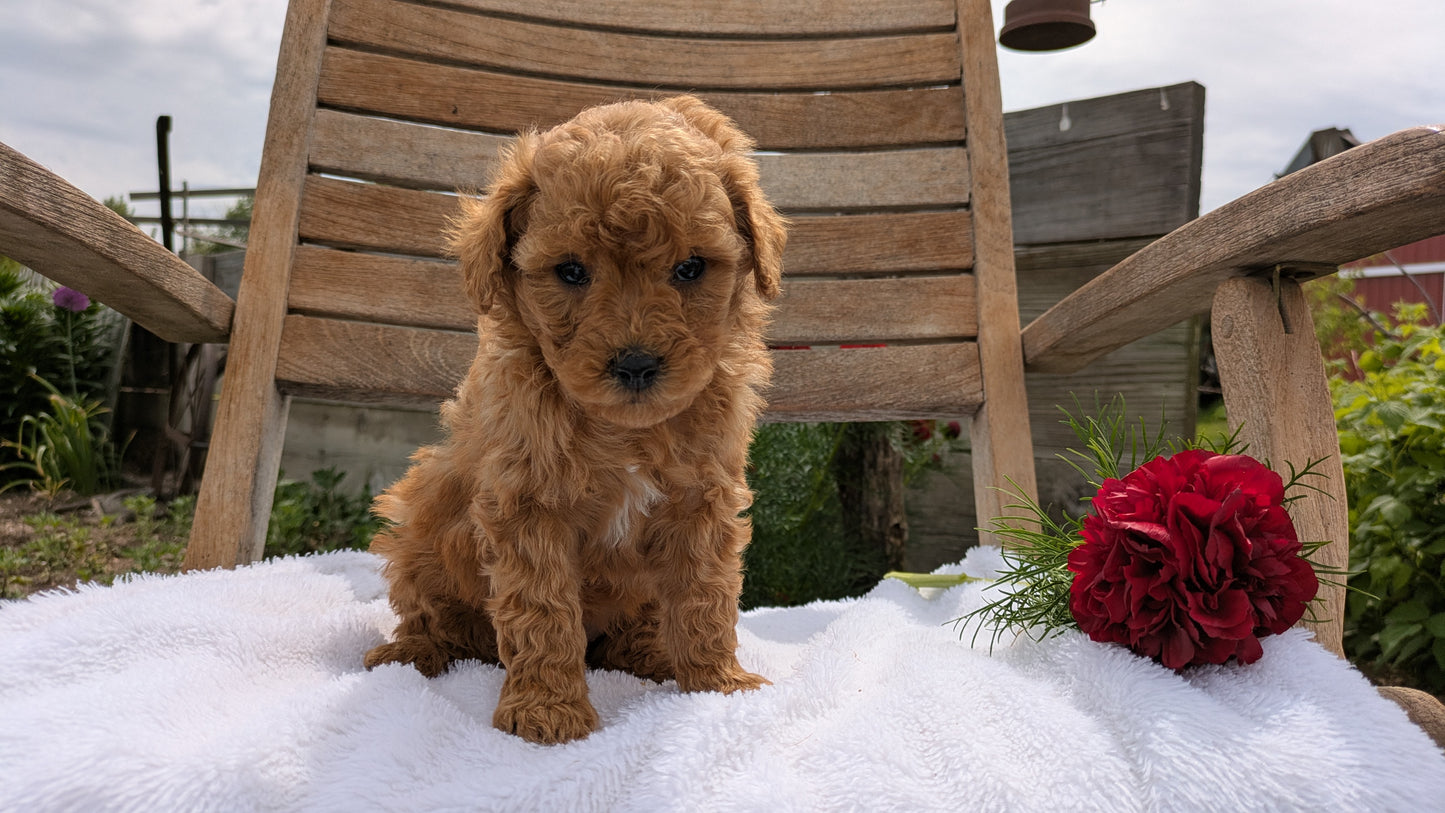 MINI POODLE (03/30) FEMALE