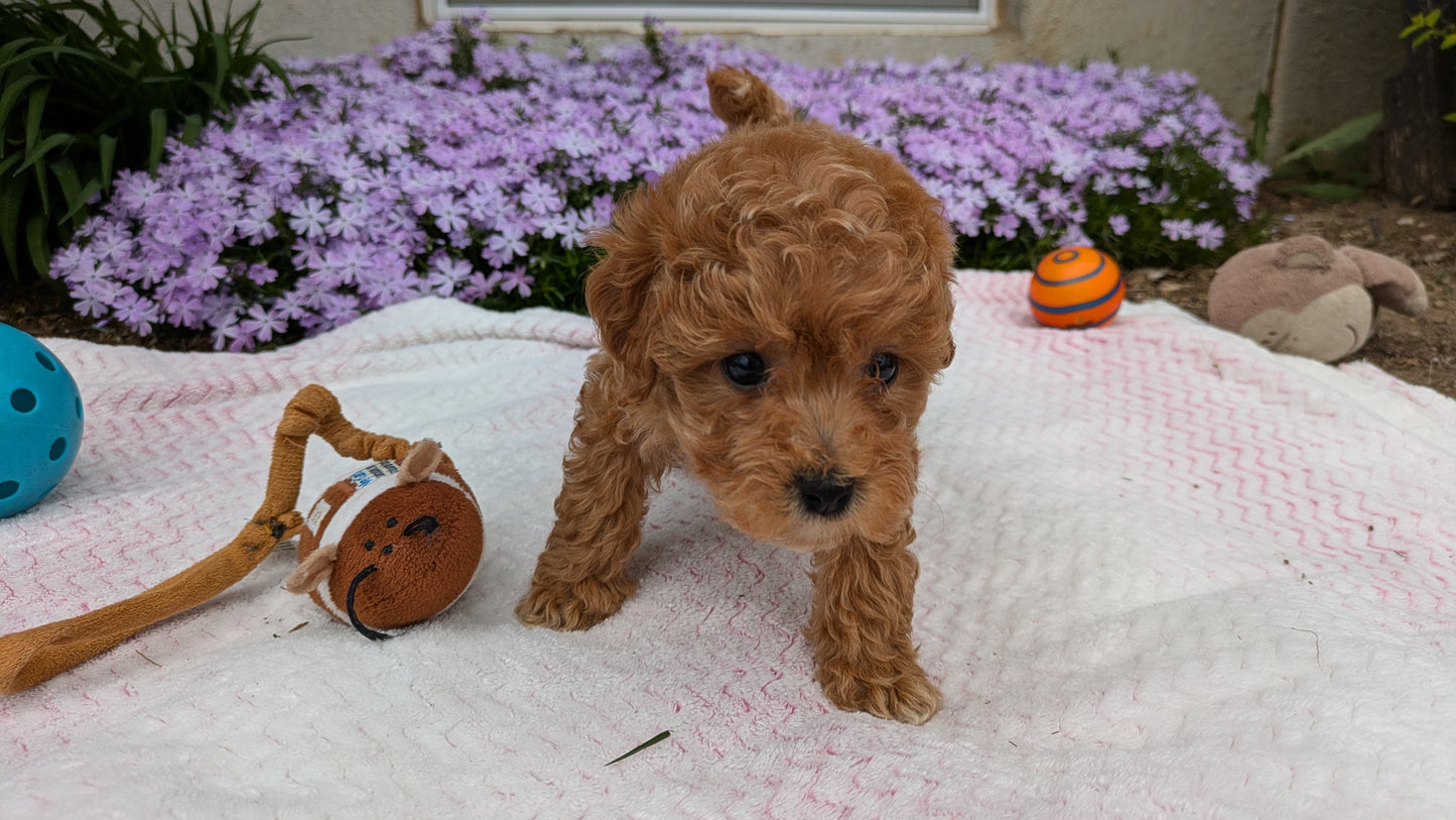 MALTIPOO (03/15) MALE