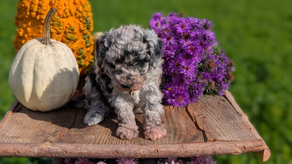 TOY POODLE (08/28) FEMALE