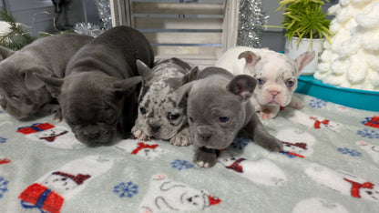 FRENCH BULLDOG (11/07) FEMALE