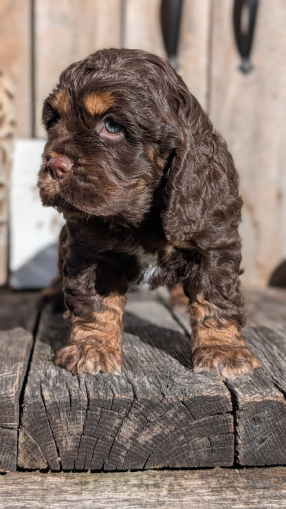 COCKER SPANIEL (09/21) MALE