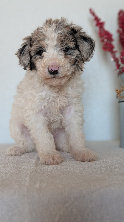 MINI BERNEDOODLE (OCT 15) FEMALES
