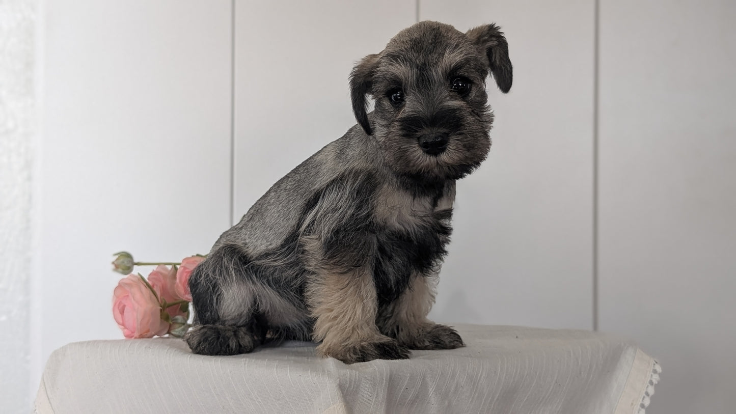 MINI SCHNAUZER (JAN 14) FEMALES