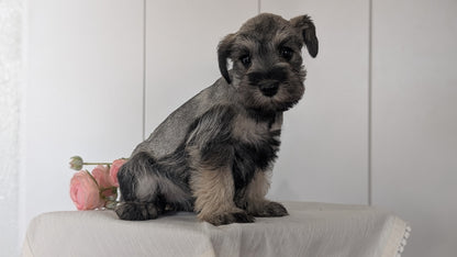 MINI SCHNAUZER (JAN 14) FEMALES