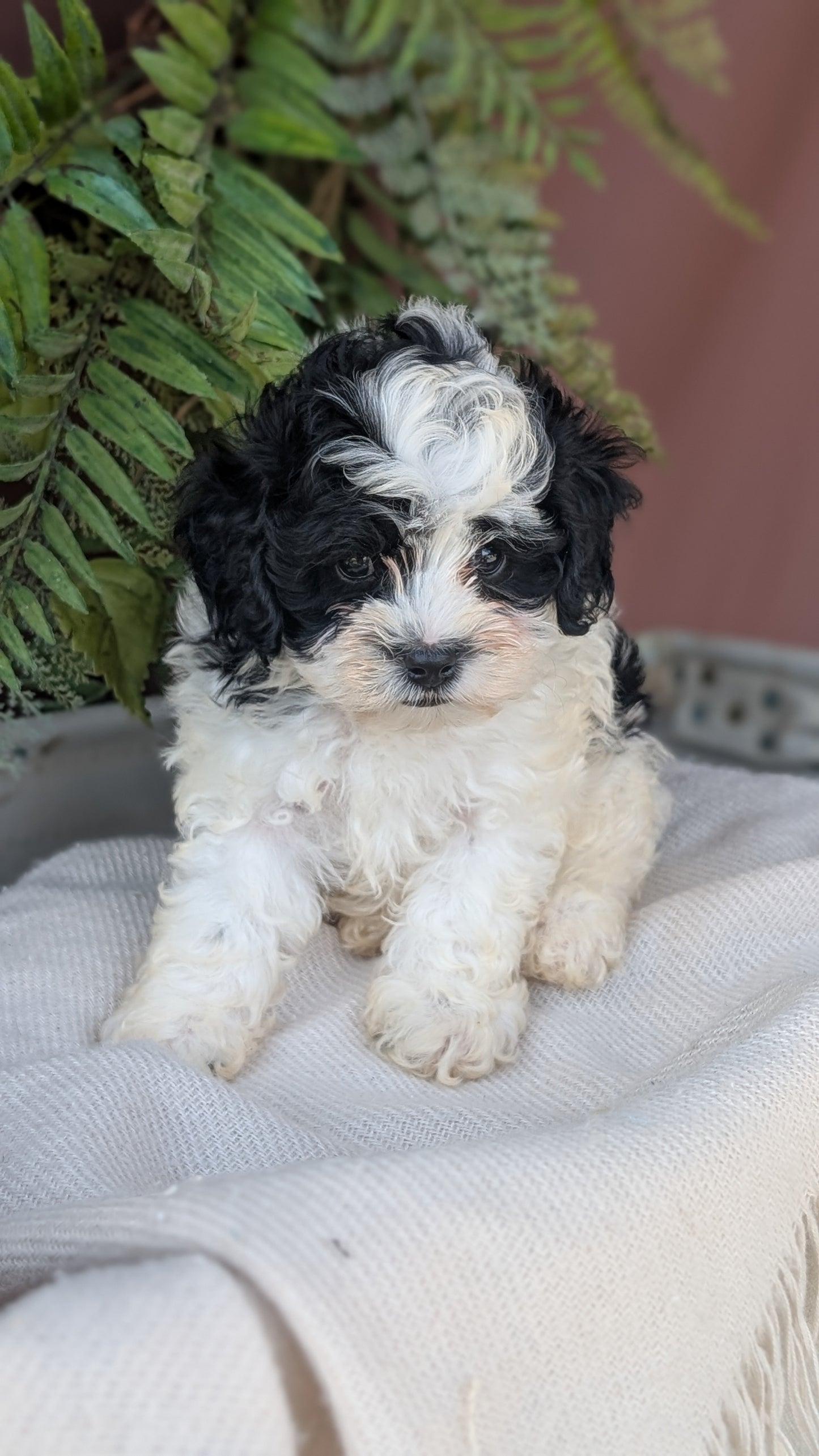 COCKAPOO (MAY 22) MALES