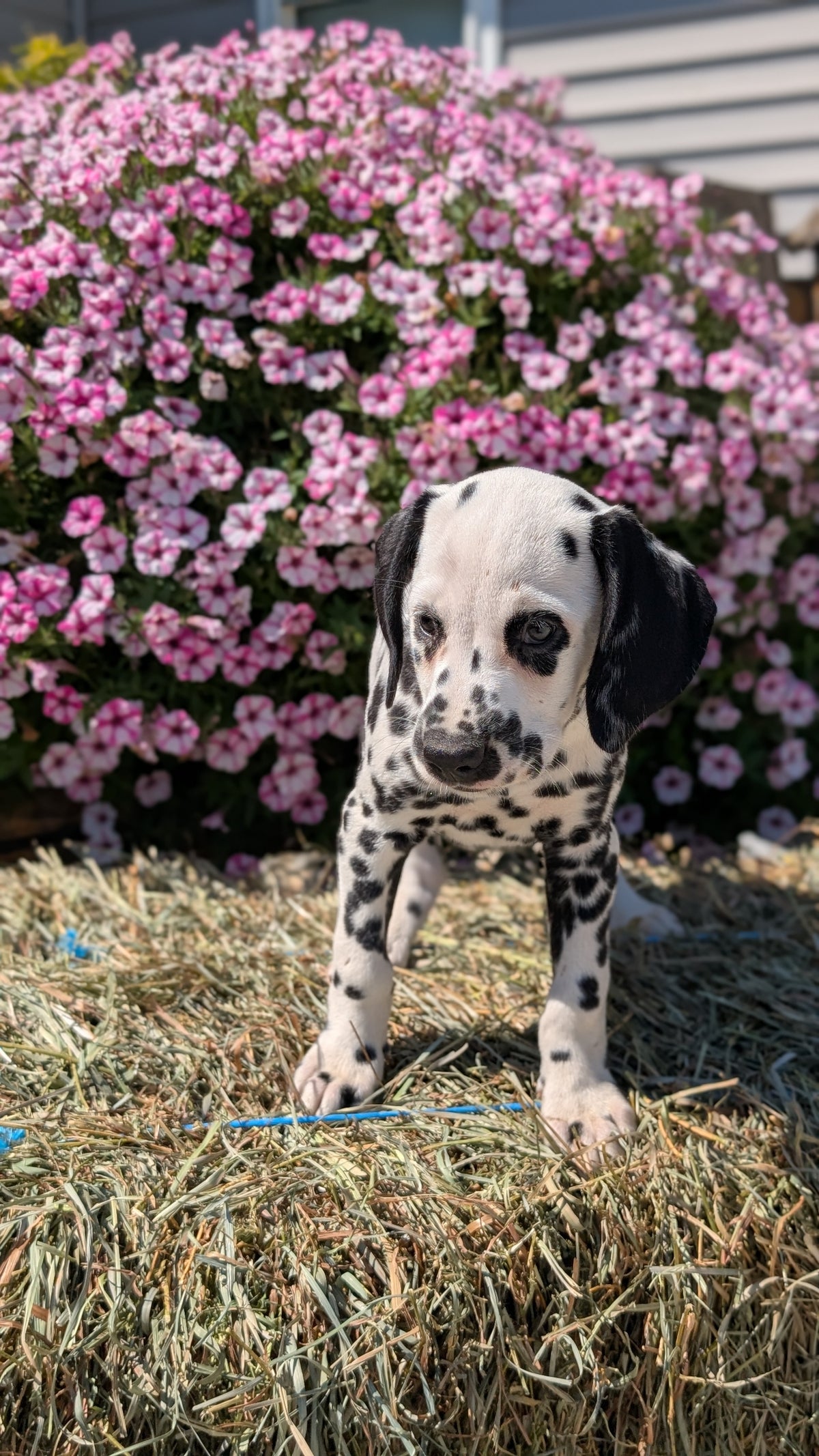DALMATIAN (JUN 29) FEMALES